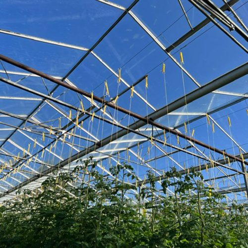 Commercial Glasshouse Contracts
