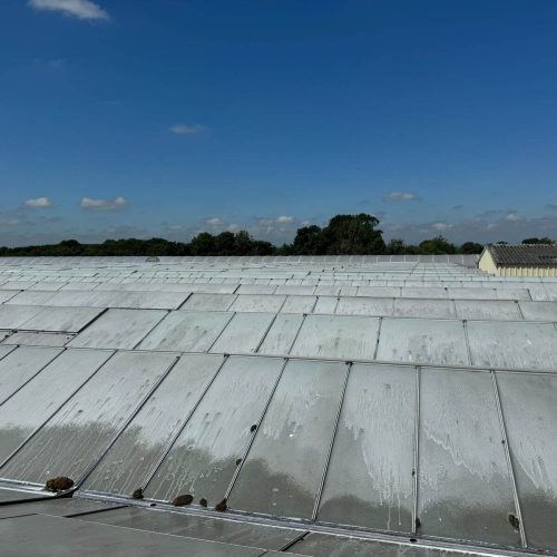 Whitewashed roof of Commercial Glasshouse
