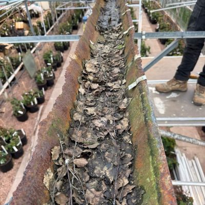 David Austin Roses - Gutter Replacement (5)